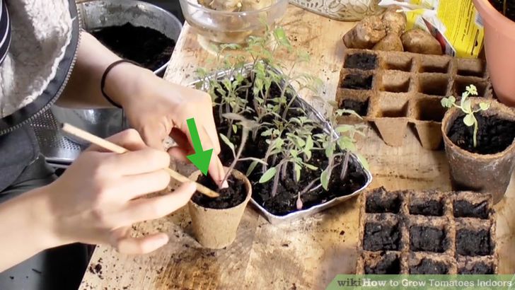 grow-tomatoes-indoors-step-5
